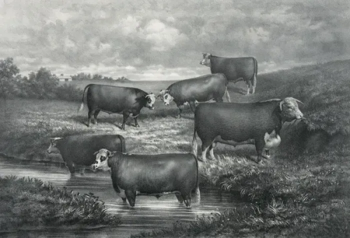 Framed Print : Sir Bartle group of yearling grade hereford steers and their Framed Print : Sir Bartle group of yearling grade hereford steers and their