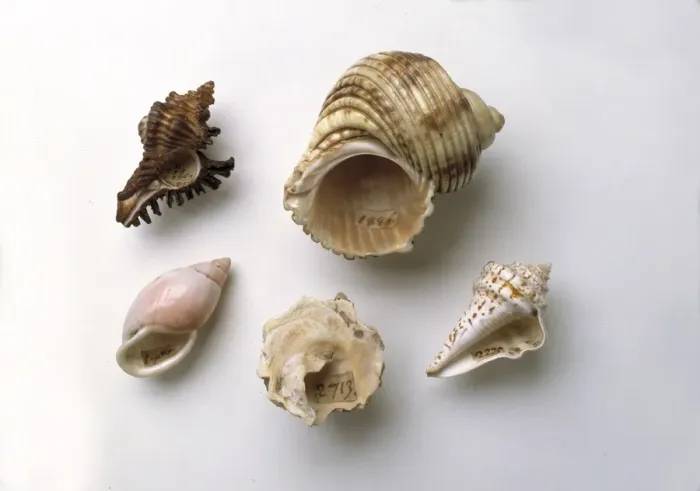 Framed Print : Sir Hans Sloanes collection of shells Framed Print : Sir Hans Sloanes collection of shells