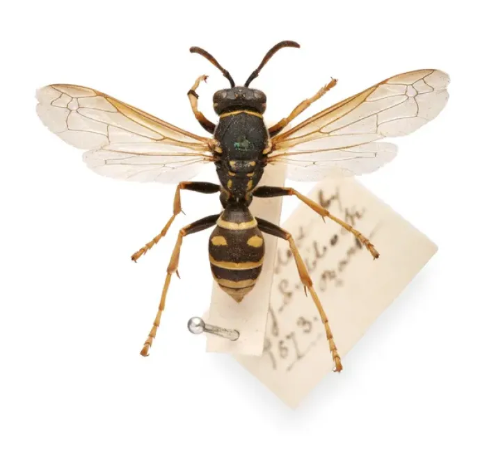 Framed Print : Sir John Lubbocks pet wasp Framed Print : Sir John Lubbocks pet wasp