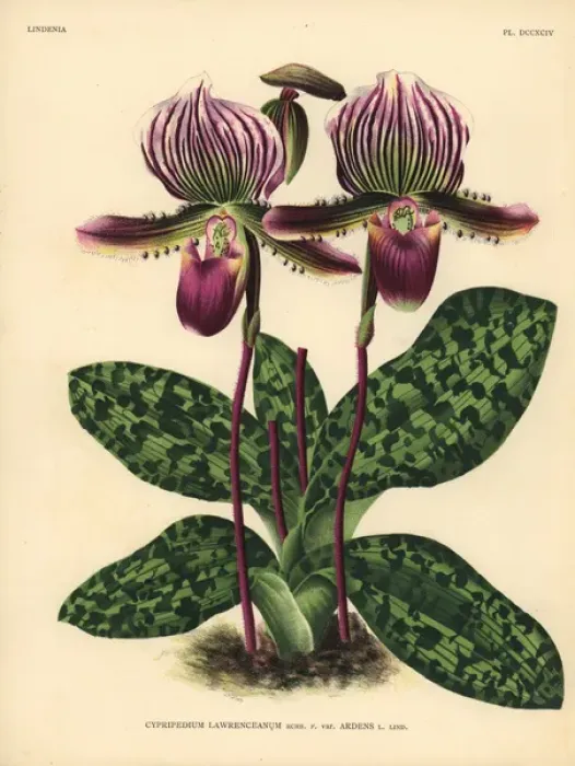 Framed Print : Sir Trevor Lawrences Cypripedium orchid Framed Print : Sir Trevor Lawrences Cypripedium orchid