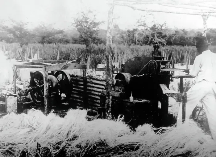Framed Print : Sisal production Jamaica early 1900s Framed Print : Sisal production Jamaica early 1900s