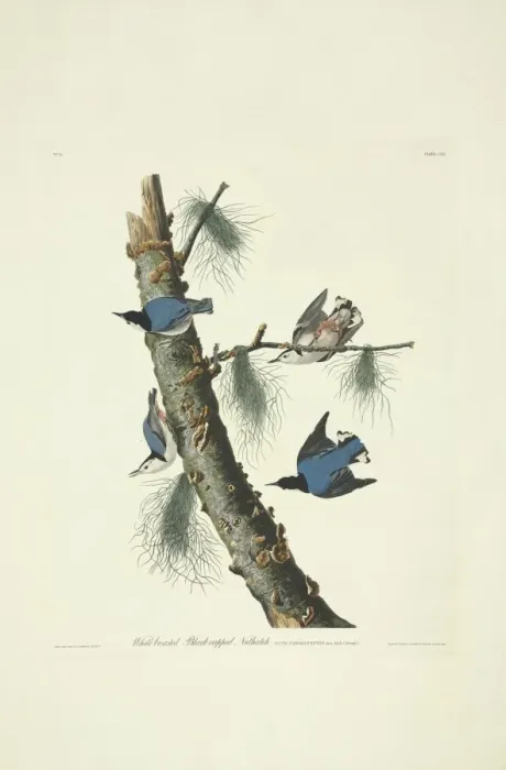 Framed Print : Sitta carolinensis, white-breasted nuthatch Framed Print : Sitta carolinensis, white-breasted nuthatch