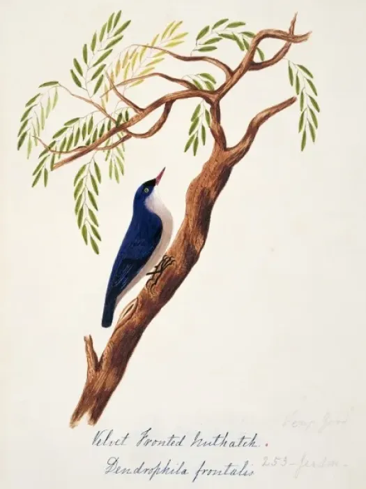 Framed Print : Sitta frontalis, velvet-fronted nuthatch Framed Print : Sitta frontalis, velvet-fronted nuthatch