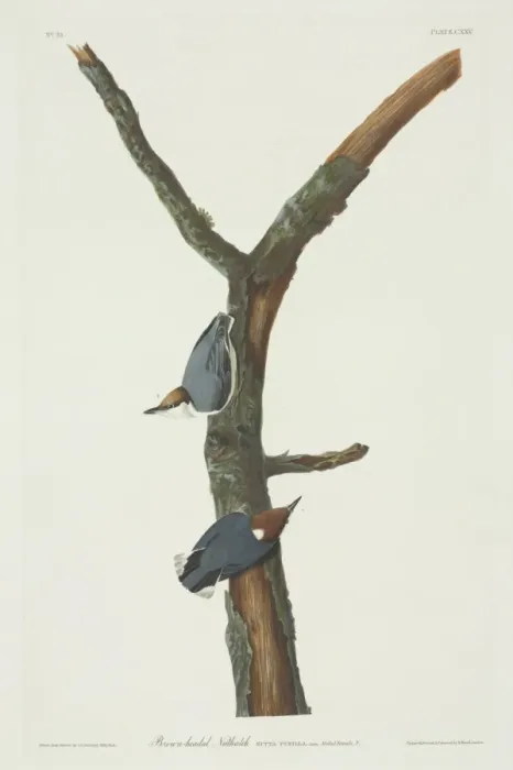 Framed Print : Sitta pusilla, brown-headed nuthatch Framed Print : Sitta pusilla, brown-headed nuthatch