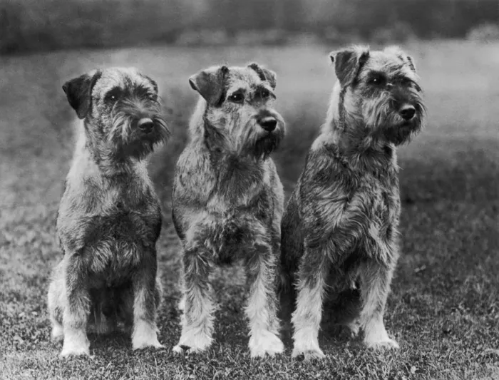 Framed Print : THREE SITTING DOGS Framed Print : THREE SITTING DOGS