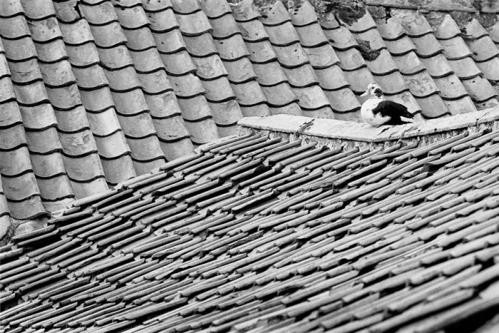 Framed Print : Sitting duck on Yorkshire roof Framed Print : Sitting duck on Yorkshire roof