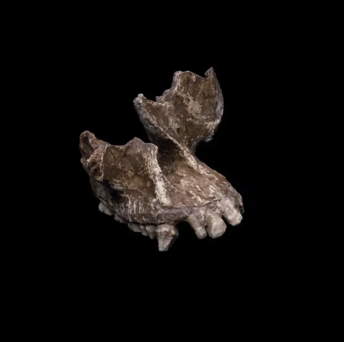Framed Print : Sivapithecus meteai cranial fragment Framed Print : Sivapithecus meteai cranial fragment