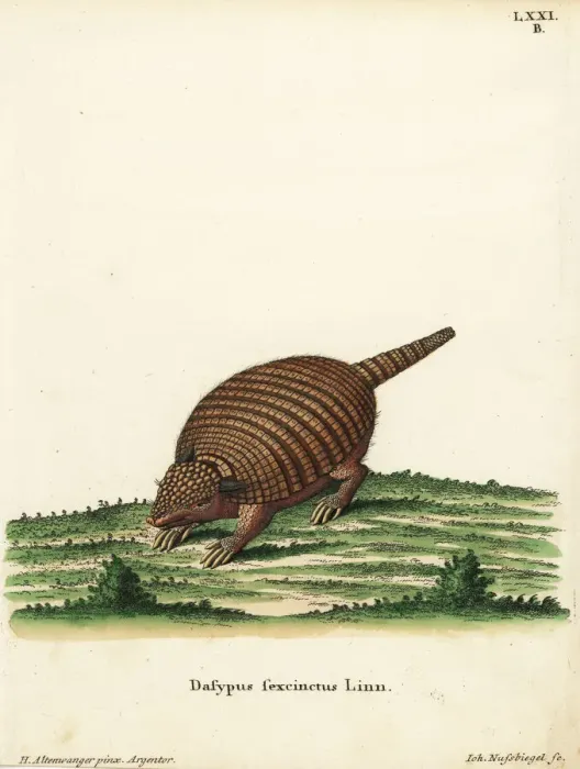 Framed Print : Six-banded armadillo, Euphractus sexcinctus Framed Print : Six-banded armadillo, Euphractus sexcinctus