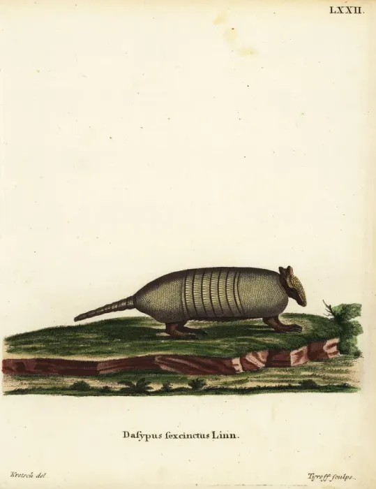 Framed Print : Six-banded armadillo, Euphractus sexcinctus Framed Print : Six-banded armadillo, Euphractus sexcinctus
