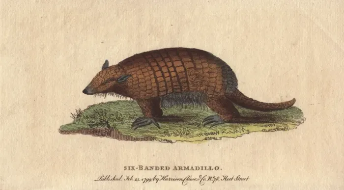 Framed Print : Six-banded or yellow armadillo, Euphractus sexcinctus Framed Print : Six-banded or yellow armadillo, Euphractus sexcinctus