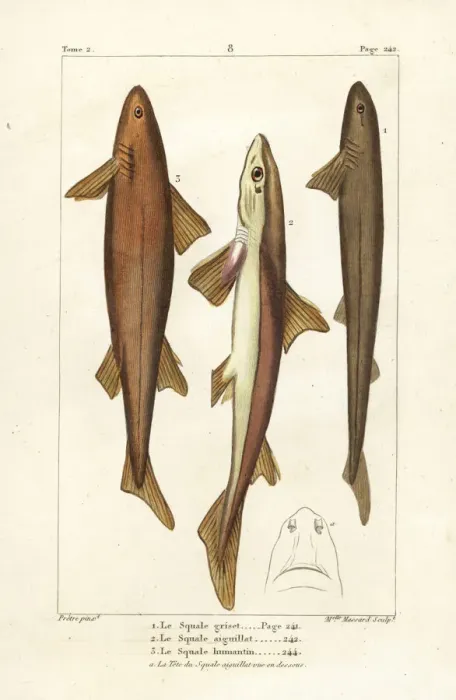 Framed Print : Six-gilled shark, spiny dogfish, and Don Pedro shark Framed Print : Six-gilled shark, spiny dogfish, and Don Pedro shark