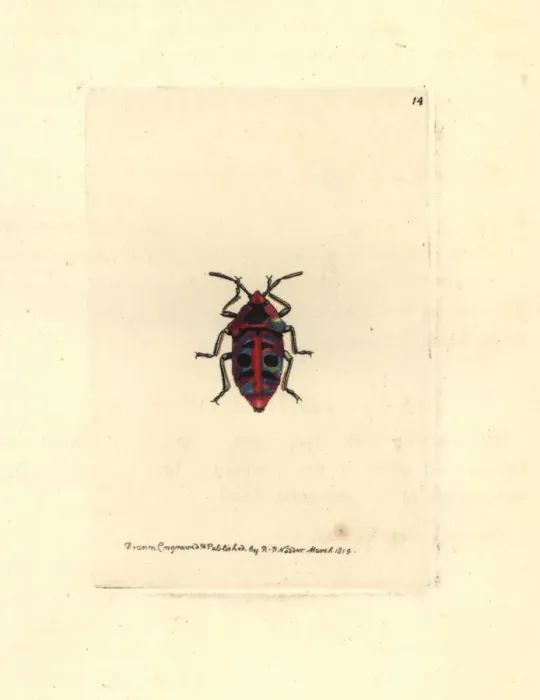 Framed Print : Six-spotted shieldbug, Scutellera sexmaculata Framed Print : Six-spotted shieldbug, Scutellera sexmaculata