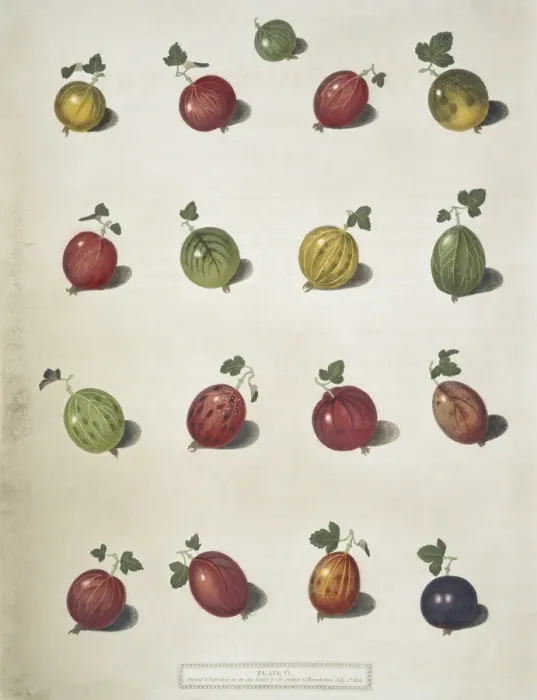 Framed Print : Sixteen varieties of gooseberries Framed Print : Sixteen varieties of gooseberries