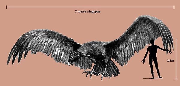 Size of Argentavis magnificens compared to a human figure