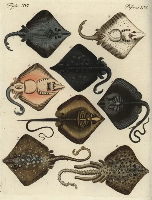 Framed Print : Skates and rays Framed Print : Skates and rays