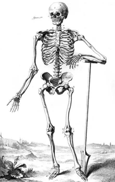 Framed Print : Skeleton 18th Century Framed Print : Skeleton 18th Century