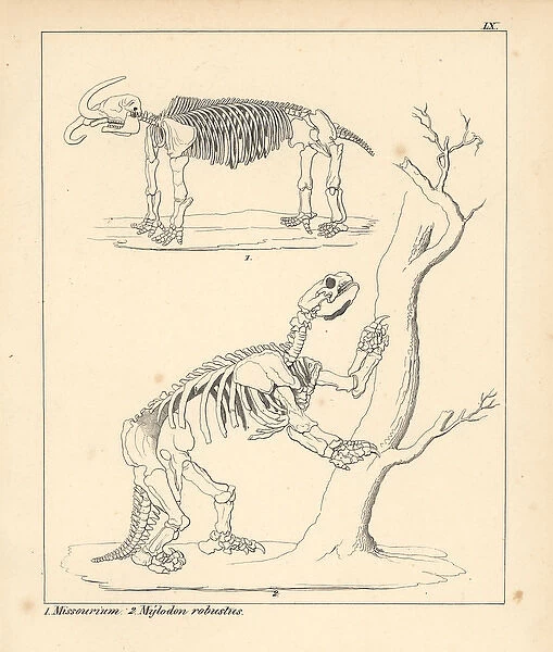 Skeleton of the American mastodon, Mammut americanum