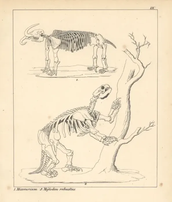 Framed Print : Skeleton of the American mastodon, Mammut americanum Framed Print : Skeleton of the American mastodon, Mammut americanum