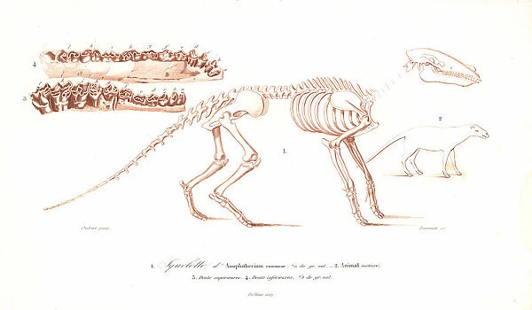 Skeleton of the Anoplotherium commune