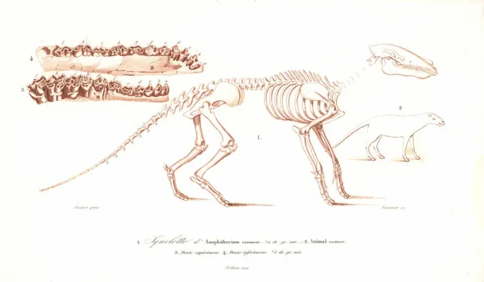 Framed Print : Skeleton of the Anoplotherium commune Framed Print : Skeleton of the Anoplotherium commune