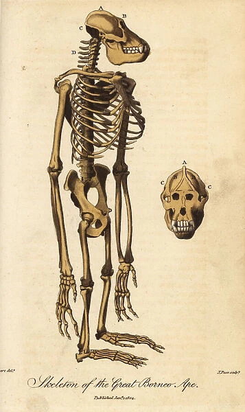 Skeleton of the Bornean orangutan, Pongo pygmaeus