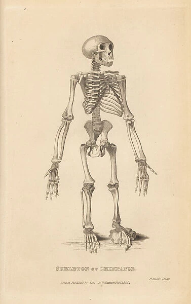 Skeleton of the common chimpanzee, Pan troglodytes