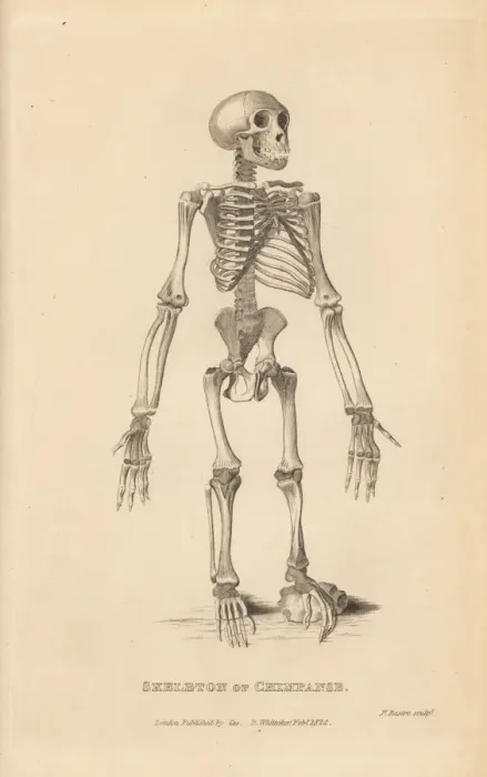 Framed Print : Skeleton of the common chimpanzee, Pan troglodytes Framed Print : Skeleton of the common chimpanzee, Pan troglodytes