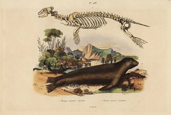 Skeleton of the common seal and Australian sea lion