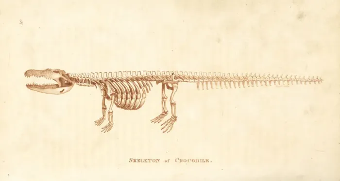 Framed Print : Skeleton of a crocodile, Crocodylus niloticus Framed Print : Skeleton of a crocodile, Crocodylus niloticus