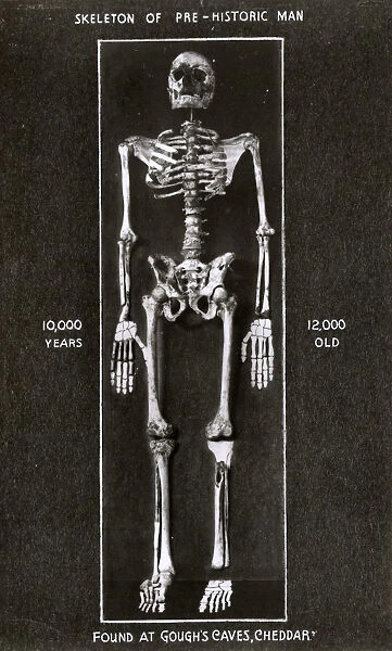Skeleton of early man found at Goughs Cave, Cheddar Gorge