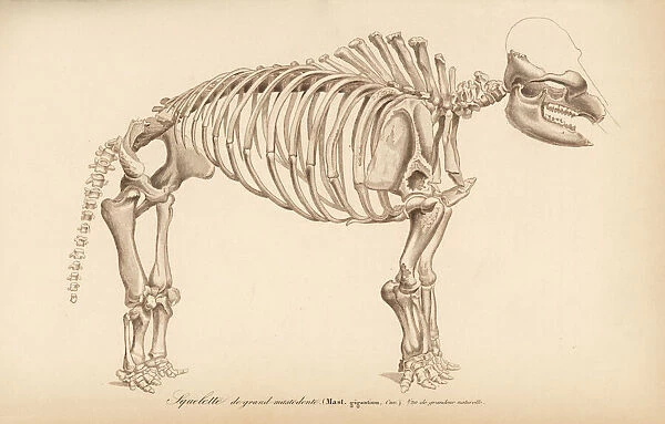 Skeleton of an extinct great American mastodon