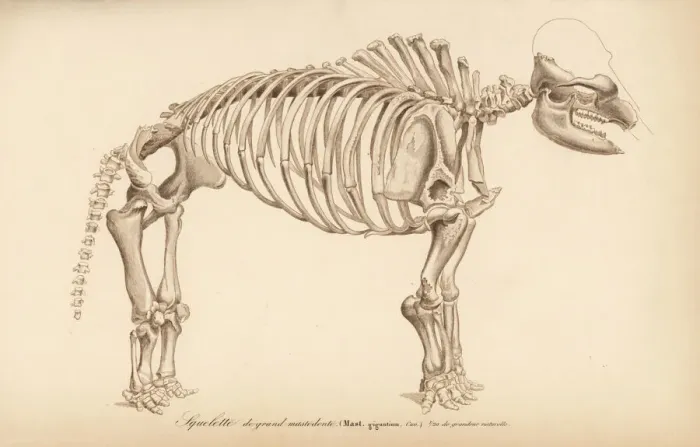 Framed Print : Skeleton of an extinct great American mastodon Framed Print : Skeleton of an extinct great American mastodon