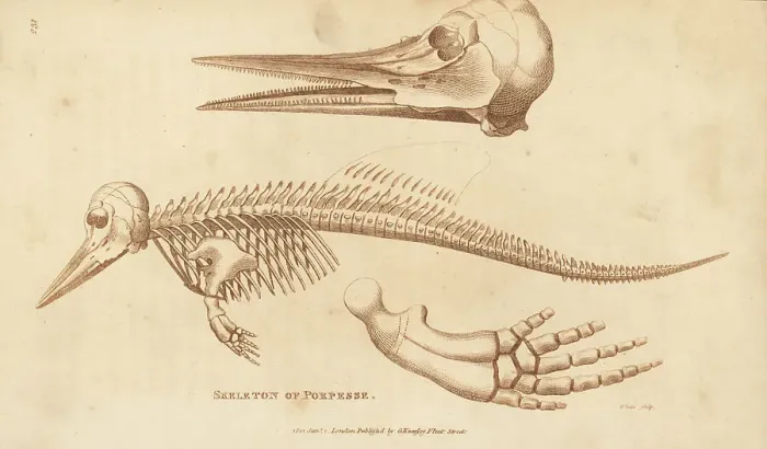 Framed Print : Skeleton of a harbour porpoise, Phocoena phocoena Framed Print : Skeleton of a harbour porpoise, Phocoena phocoena