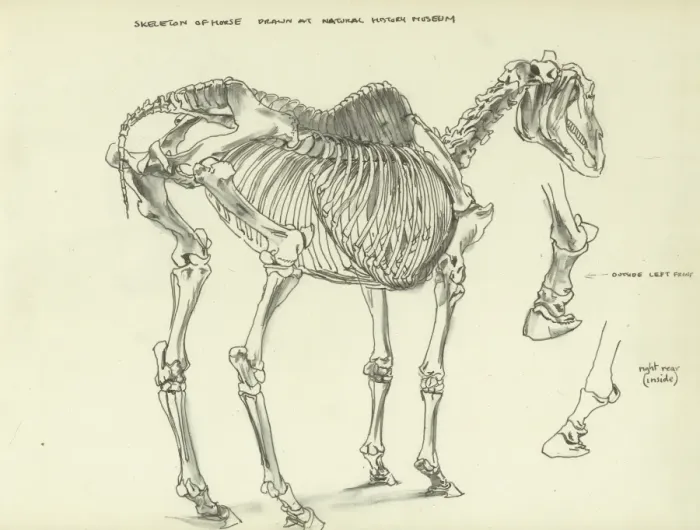 Framed Print : Skeleton of a horse Framed Print : Skeleton of a horse