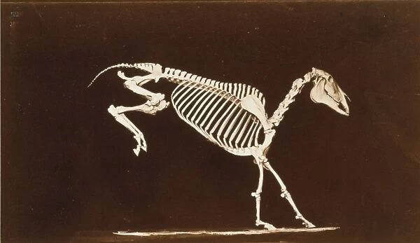 Skeleton of horse. Leaping. Contact with the ground