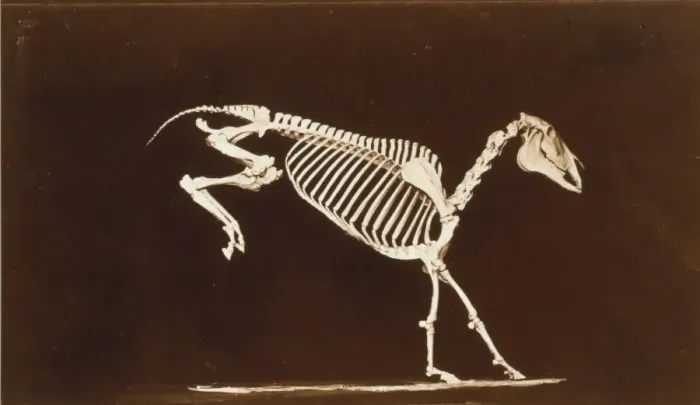 Framed Print : Skeleton of horse. Leaping. Contact with the ground Framed Print : Skeleton of horse. Leaping. Contact with the ground