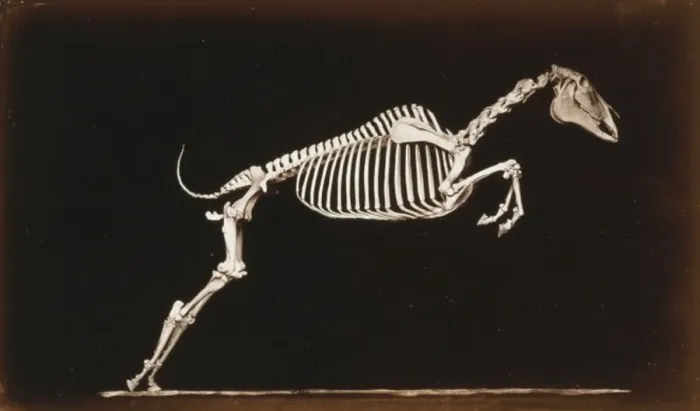 Framed Print : Skeleton of horse. Leaping. Leaving the ground Framed Print : Skeleton of horse. Leaping. Leaving the ground