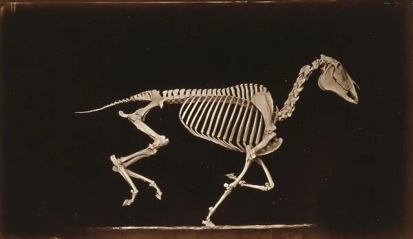 Skeleton of horse. Running. Leaving the ground