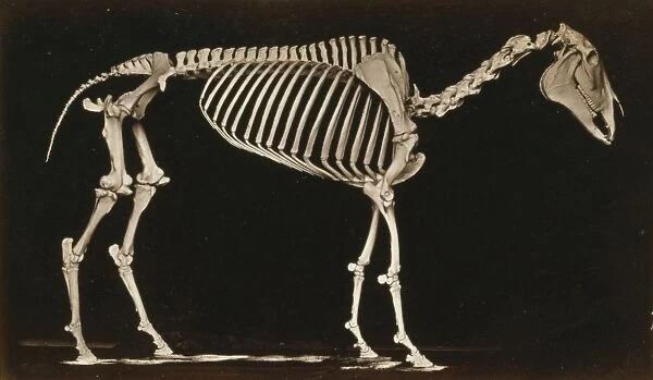 Skeleton of horse. Standing