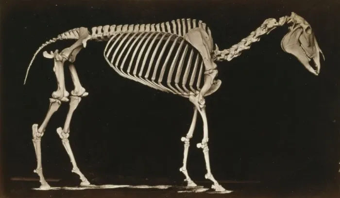 Framed Print : Skeleton of horse. Standing Framed Print : Skeleton of horse. Standing