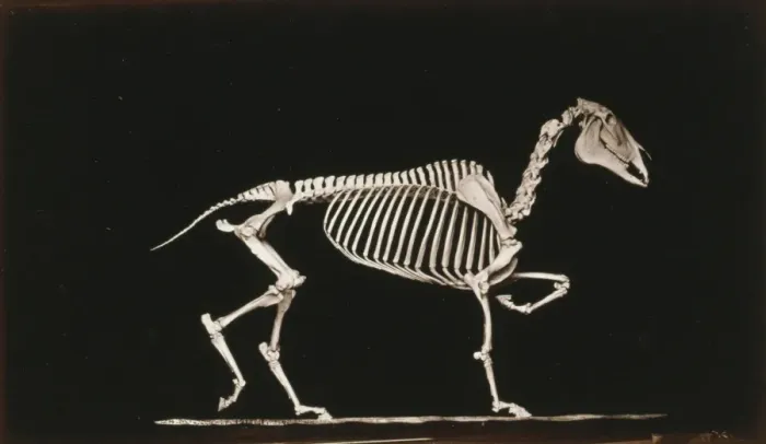 Framed Print : Skeleton of horse. Trotting. On the ground Framed Print : Skeleton of horse. Trotting. On the ground