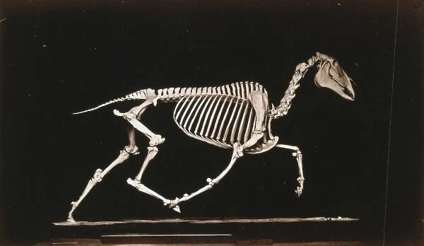 Skeleton of horse. Trotting. Leaving the ground