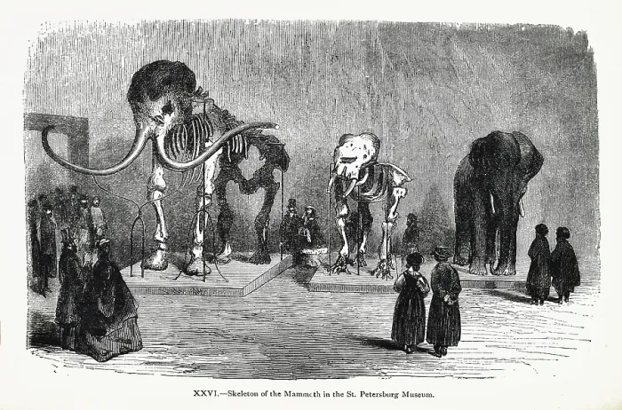 Framed Print : Skeleton of the Mammoth in the St Petersburg Museum Framed Print : Skeleton of the Mammoth in the St Petersburg Museum