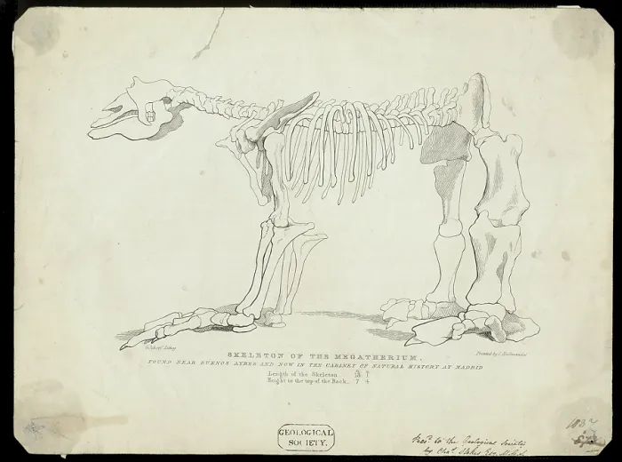 Framed Print : Skeleton of a Megatherium Framed Print : Skeleton of a Megatherium