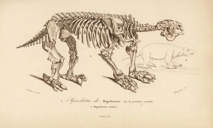 Framed Print : Skeleton of a megatherium, extinct giant ground sloth