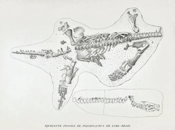 Framed Print : Skeleton of a Plesiosaur from Lyme Regis Framed Print : Skeleton of a Plesiosaur from Lyme Regis