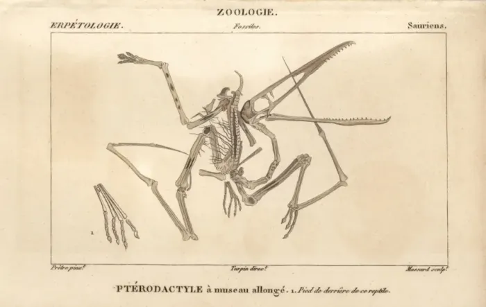 Framed Print : Skeleton of a Pterodactylus, an extinct carnivorous Framed Print : Skeleton of a Pterodactylus, an extinct carnivorous