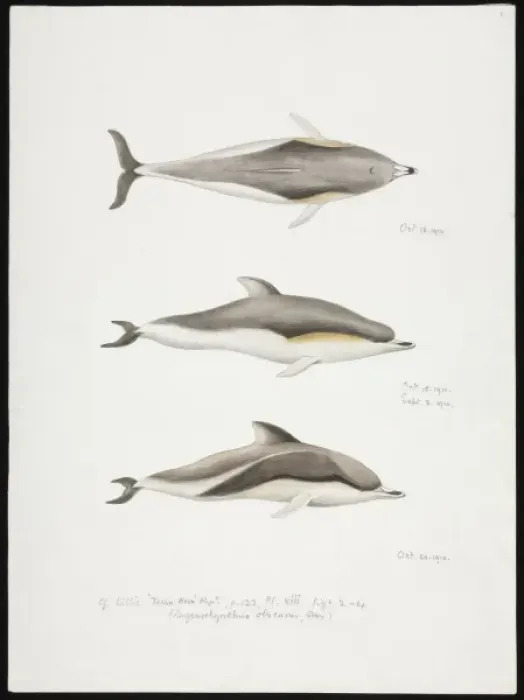 Framed Print : Sketch of Dolphins by Edward Wilson