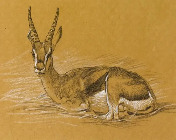 Framed Print : Sketch of an Eland Antelope Framed Print : Sketch of an Eland Antelope