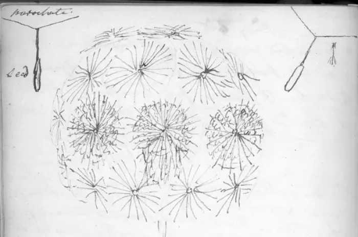 Framed Print : A sketch of Goatsbeard and two diagrams of fruit parachuting Framed Print : A sketch of Goatsbeard and two diagrams of fruit parachuting